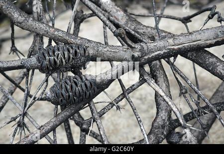 Banksia australien brûlé les branches d'arbres après un incendie Banque D'Images