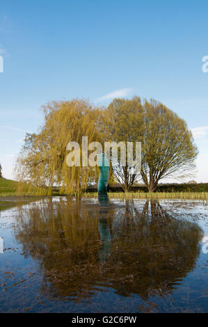 Weeeping saule (Salix x chrysocoma) reflète dans l'étang avec des sculptures de verre par Danny Lane en elle. Banque D'Images