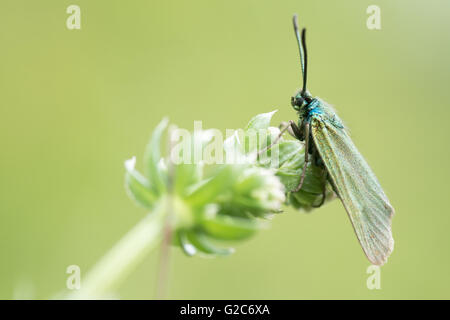 Le ciste) Forestier (Adscita geryon). Vert irisé papillon de la famille des Zygaenidae, au repos dans une prairie calcaire britannique Banque D'Images