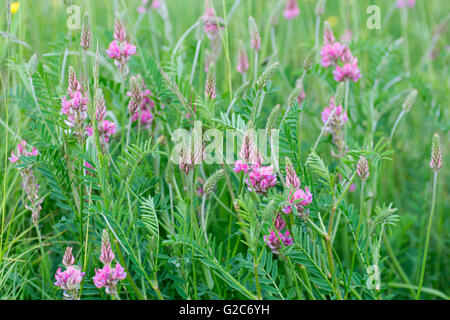 Le sainfoin (Onobrychis viciifolia) plante en fleur. Fleurs rose pourpre avec des nervures de plante de la famille des Fabaceae, la famille des pois Banque D'Images