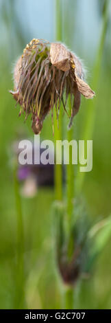 Anémone pulsatille (Pulsatilla vulgaris) seedhead sur Devils Dyke, Cambridge Banque D'Images