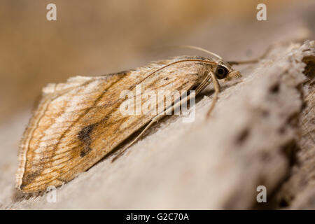 Galets jardin amphibien (Evergestis forficalis). Insecte dans la famille des Crambidae montrant la posture de repos distinctif Banque D'Images