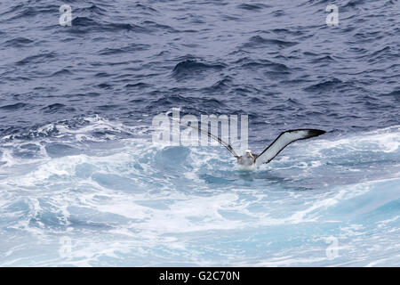 Un mollymawk Albatros de Salvin (du) prendre son envol à partir de la surface de l'océan, Bounty, îles subantarctiques de Nouvelle-Zélande Banque D'Images