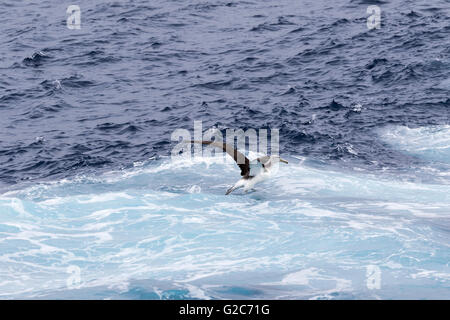 Un mollymawk Albatros de Salvin (du) prendre son envol à partir de la surface de l'océan, Bounty, îles subantarctiques de Nouvelle-Zélande Banque D'Images