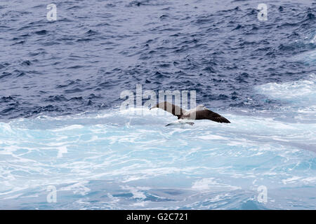 Un mollymawk Albatros de Salvin (du) prendre son envol à partir de la surface de l'océan, Bounty, îles subantarctiques de Nouvelle-Zélande Banque D'Images