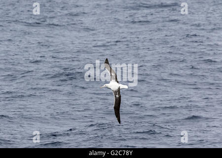 Le sud de l'albatros royal en vol au dessus de l'océan du sud, près de la Nouvelle-Zélande, Îles Bounty Banque D'Images