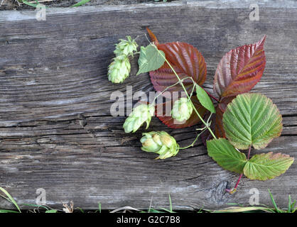 Le houblon et les feuilles sur la carte Banque D'Images