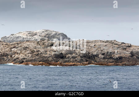 Îles Bounty (groupe principal), Nouvelle-Zélande Banque D'Images