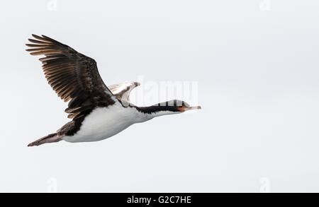 Cormoran les plus rares dans le monde, le Bounty Shag en vol au Îles Bounty, Nouvelle-Zélande Banque D'Images