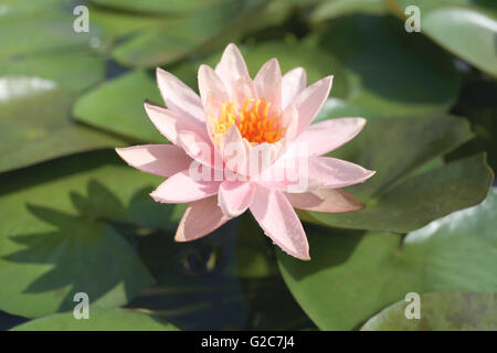 Lotus rose dans un étang avec des fleurs le matin et feuilles vertes entourant. Banque D'Images