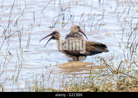 Une paire de bostrychia hagedash hadeda ibis () au bord d'un étang Banque D'Images