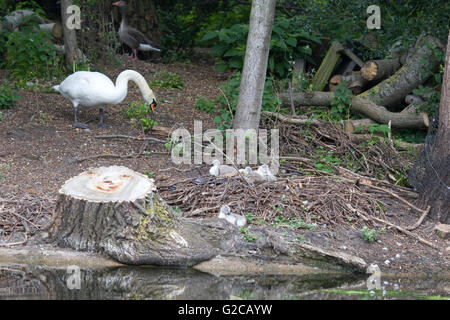 Swan nest récemment éclos avec logo Banque D'Images