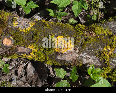 Brun Jaune et de lichen et de mousse sur tronc d'arbre tombé dans une forêt norvégienne Banque D'Images