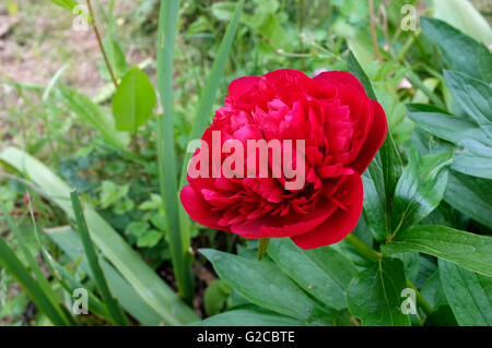 Plante à fleurs de pivoine ville de Canterbury East Kent uk mai 2016 Banque D'Images