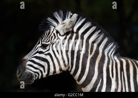 Portrait de le zèbre de Burchell (Equus quagga burchellii) Banque D'Images