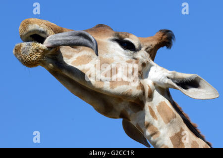 Longue Langue et le chef d'une giraffe réticulée ou Somali Girafe (Giraffa camelopardalis reticulata) Banque D'Images