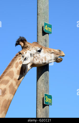 Cou et mesure la hauteur d'un poteau indiquant giraffe réticulée ou Somali Girafe (Giraffa camelopardalis reticulata) Banque D'Images