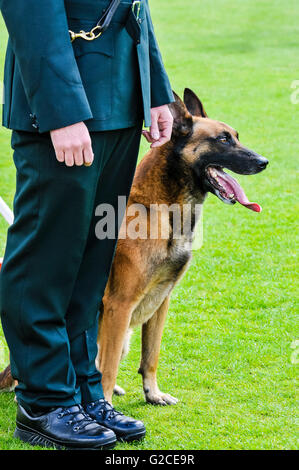 BELFAST, IRLANDE DU NORD. 22 MAI 2016 : chien de police Mike est mis à l'épreuve à la 56e UK National Police Dog essais cliniques. Banque D'Images