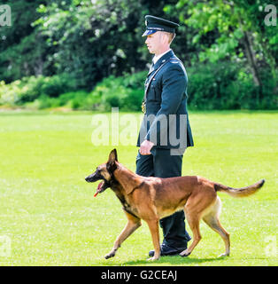 BELFAST, IRLANDE DU NORD. 22 MAI 2016 : chien de police Mike est mis à l'épreuve à la 56e UK National Police Dog essais cliniques. Banque D'Images