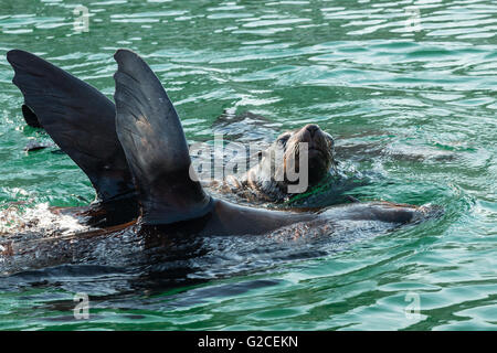 Cape (Arctocephalus pusillus), au Victoria & Alfred Waterfront, Cape Town Banque D'Images