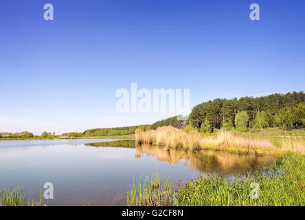 Grand lac, le long des rives couvertes de roseaux. Sur le lac il y a des pin et bouleau. Une journée sans nuages. Banque D'Images