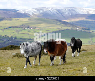 Poneys Welsh mountain sauvages semi enceinte surtout 1947 Banque D'Images