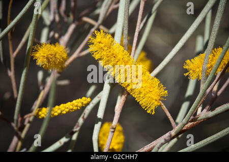 Substitution, fleur jaune d'Acacia aneura. Banque D'Images