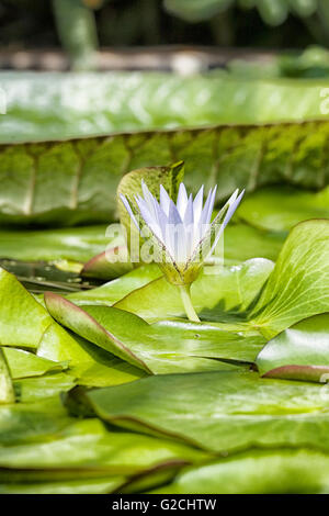 Water Lilies, Nymphaea dans étang de jardin Banque D'Images