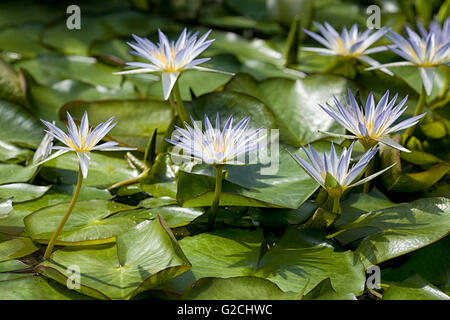 Water Lilies, Nymphaea dans étang de jardin Banque D'Images