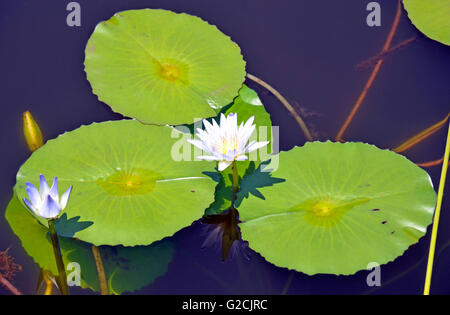 Lotus (nénuphar) Fleurs et patins sur un étang bleu Banque D'Images