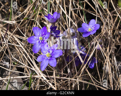 Faible au printemps, hépatique, anemone hepatica, libre de grappe de fleurs dans la forêt à Oslo Norvège Banque D'Images