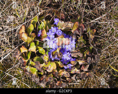 Faible au printemps, hépatique, anemone hepatica, libre de grappe de fleurs dans la forêt à Oslo Norvège Banque D'Images