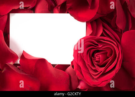 Une belle rose rouge avec de nombreux pétales et une carte blanche. Banque D'Images