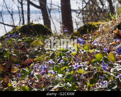 Faible au printemps, hépatique, anemone hepatica, gros plan de forêt ouverte sur le fjord d'Oslo, l'autre en Norvège Banque D'Images