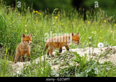 Fox cubs près du terrier ( Vulpes vulpes ) ; ils aiment jouer autour de quand la mère à la chasse dans les bois Banque D'Images