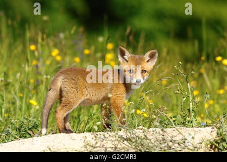 Peu d'fox près de la den ( Vulpes vulpes ) Banque D'Images