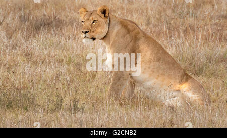 La lionne d'Afrique du Sud-Ouest (Panthera leo bleyenberghi) Banque D'Images