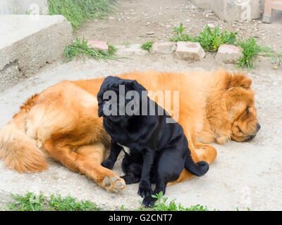 Chow chow et pug noir Banque D'Images