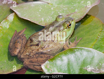 Bullfrog assis sur un coussin lilly dans un marais. Banque D'Images