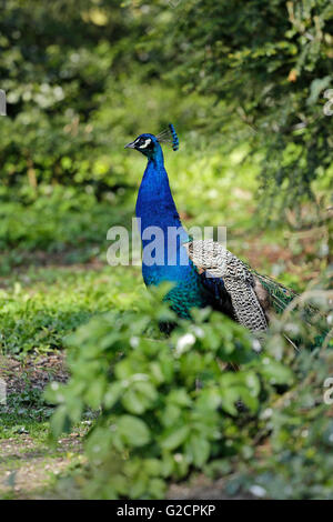 Peacock, jardins du château, Jever, en Frise orientale, Basse-Saxe, Allemagne Banque D'Images