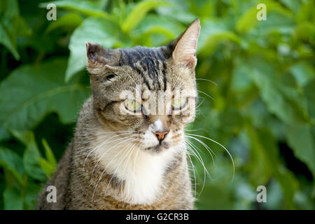 Chat européen potrait dans le jardin Banque D'Images