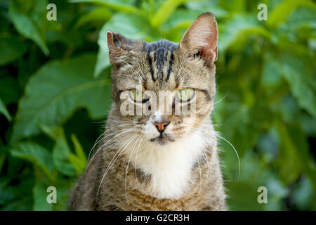 Chat européen potrait dans le jardin Banque D'Images