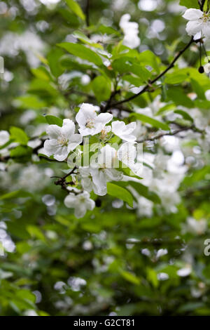 Malus hupehensis. Crab Apple Blossom dans un verger. Banque D'Images