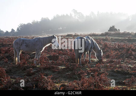 Poneys New Forest sur la lande au bord de Rockford Politique Parc national New Forest Hampshire Angleterre Banque D'Images