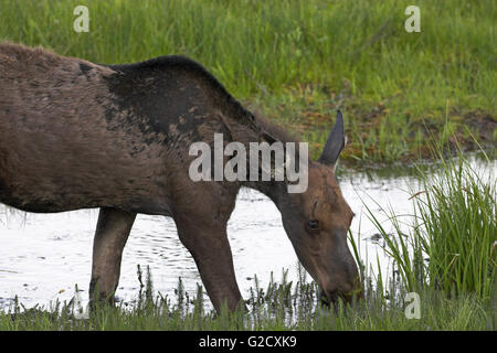 Le pâturage femelle Orignal Alces alces Parc National de Yellowstone au Wyoming USA Banque D'Images