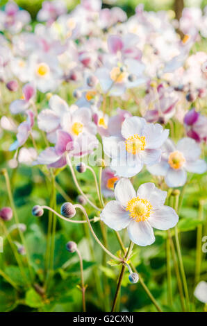 Les anémones de belles fleurs dans un jardin japonais, d'un close up Banque D'Images