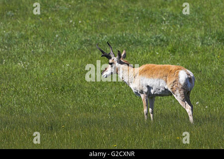 L'antilocapre Antilocapra americana homme Parc National de Yellowstone au Wyoming USA Banque D'Images