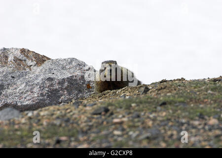 À ventre jaune (Marmota flaviventris Parc National de Yellowstone au Wyoming USA Banque D'Images