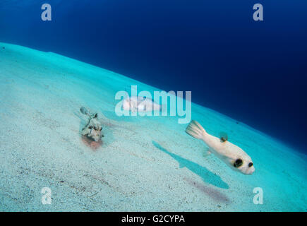 3 mars 2016 - Mer Rouge, Égypte - trois poissons tournoyant au-dessus le fond sablonneux - Razorfish (Xyrichtys novacula) et le rorqual à bosse (Turretfish Tetrosomus gibbosus), White-spotted puffer (Arothron hispidus) Red Sea, Egypt, Africa (crédit Image : © Andrey Nekrasov/ZUMA/ZUMAPRESS.com) fil Banque D'Images