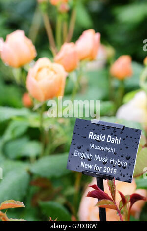 Hay Festival - Mai 2016 - Une nuit de pluie au Hay Festival la nouvelle gauche rose Roald Dahl afficher à un élégant sous la pluie. Roald Dahl la rose est une variété hybride de musc qui a été développé par David Austin Roses cette année pour célébrer le centenaire de la naissance d'auteurs. Photographie Steven Mai / Alamy Live News Banque D'Images